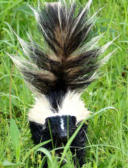 Skunk Control West Linn Oregon