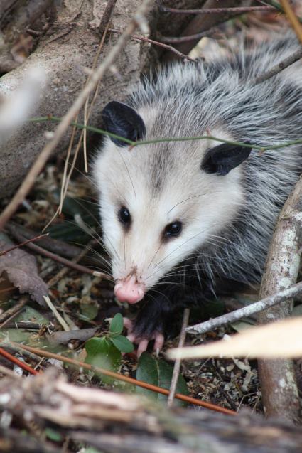 opossum removal porland