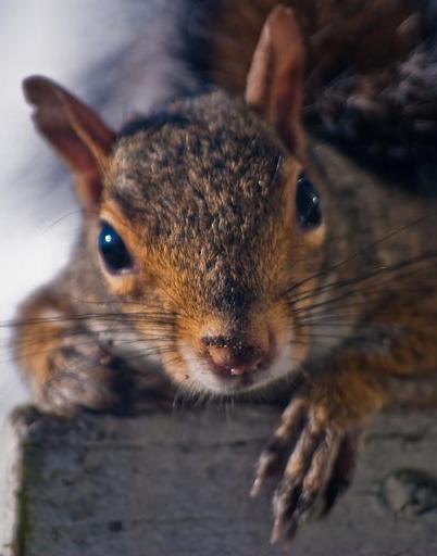 Portland OR Squirrel Control