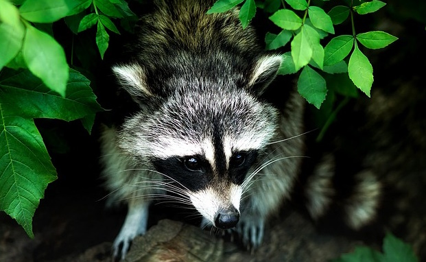Will Insurance Cover Raccoon Damages In My Home?